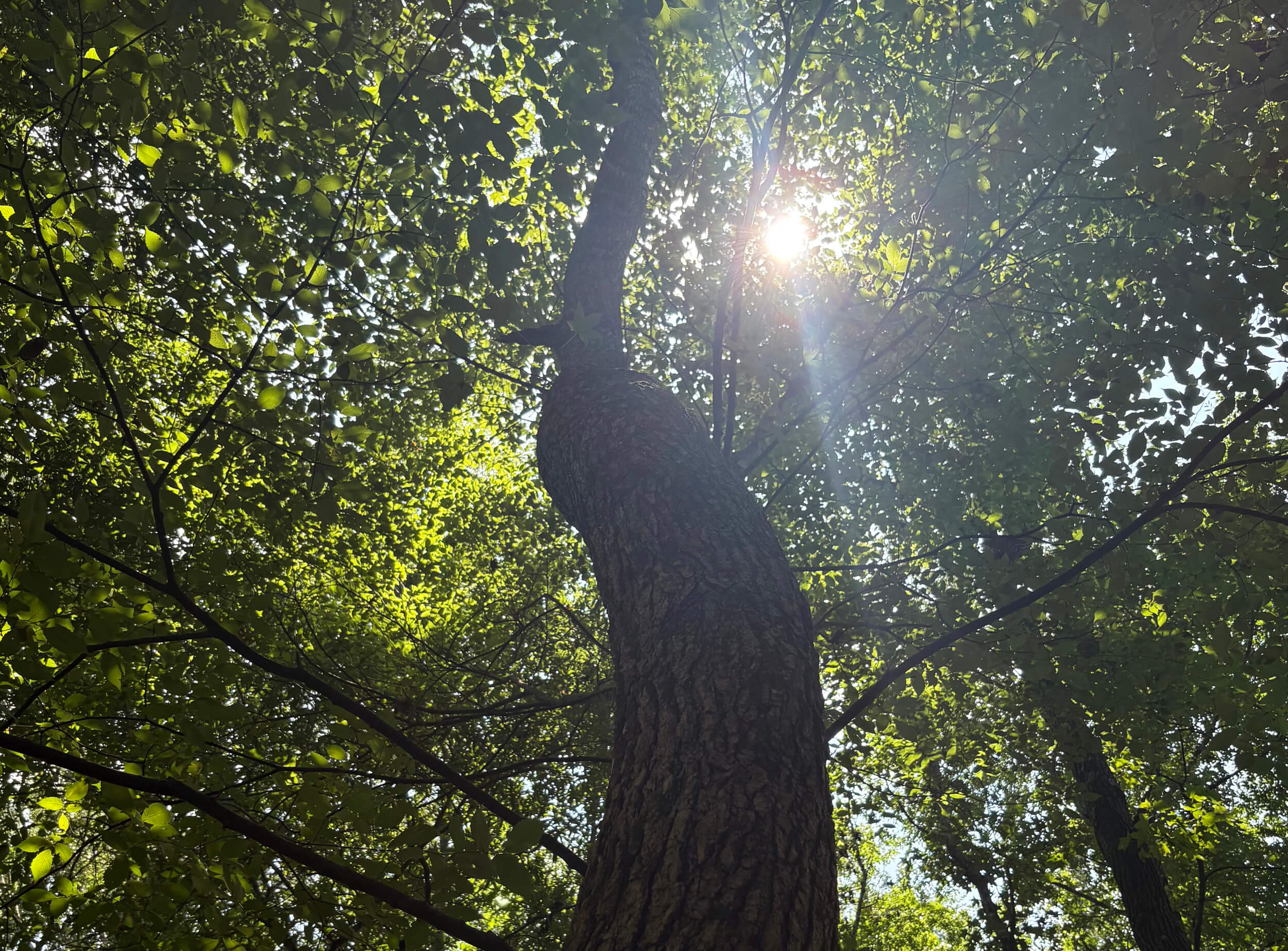 crooked-tree-branch-in-canopy-and-sun