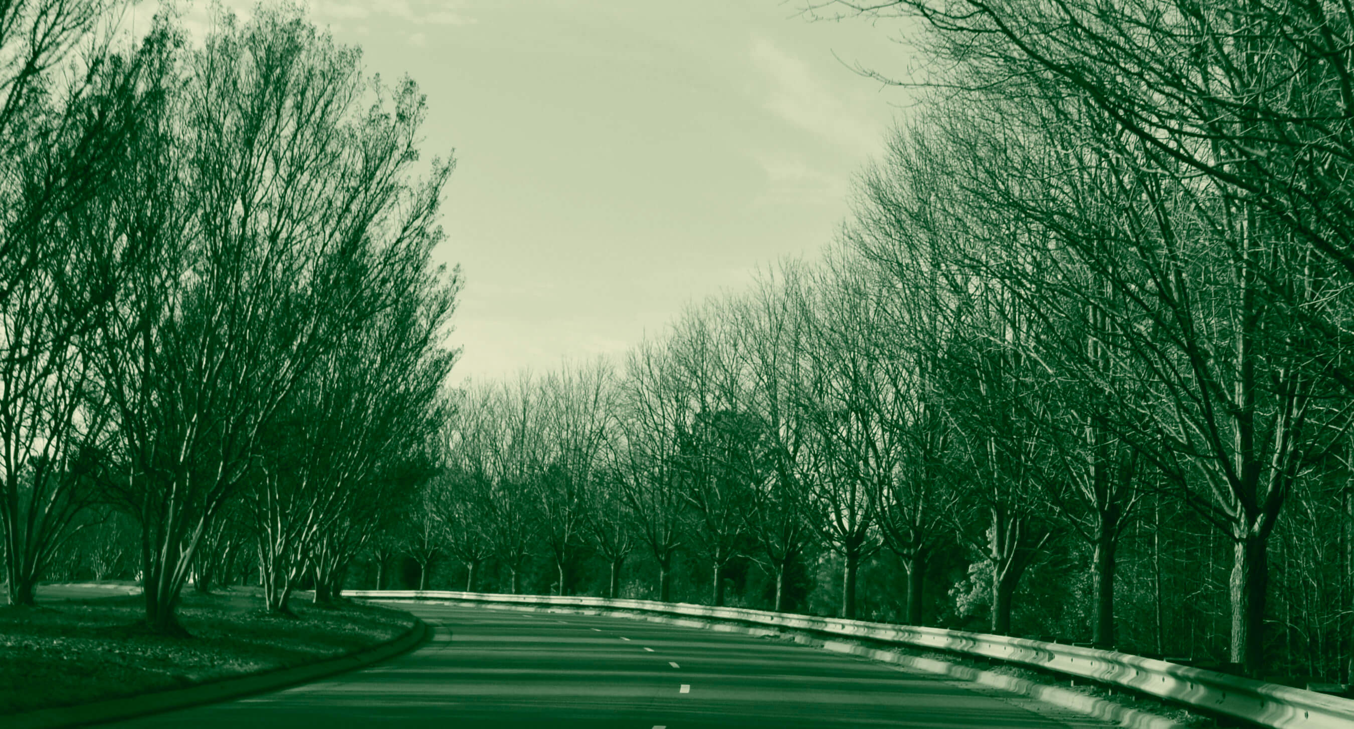 curved-road-through-trees